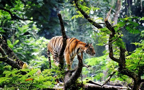 Tiger Jungle Betway